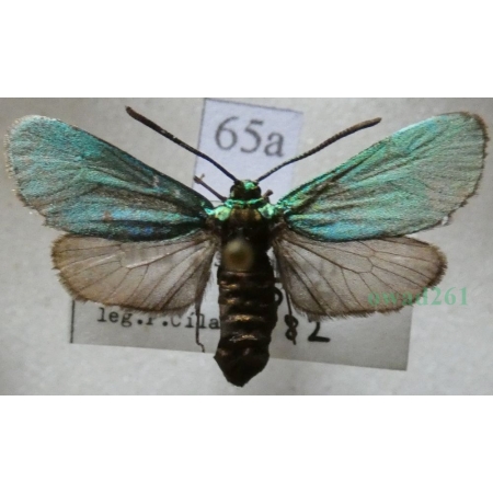 Adscita statices (Linnaeus, 1758) Lśniak szmaragdek Czech65a
